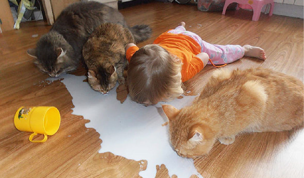 kercetmek gaziantep ağzı, çocuk ve kedi