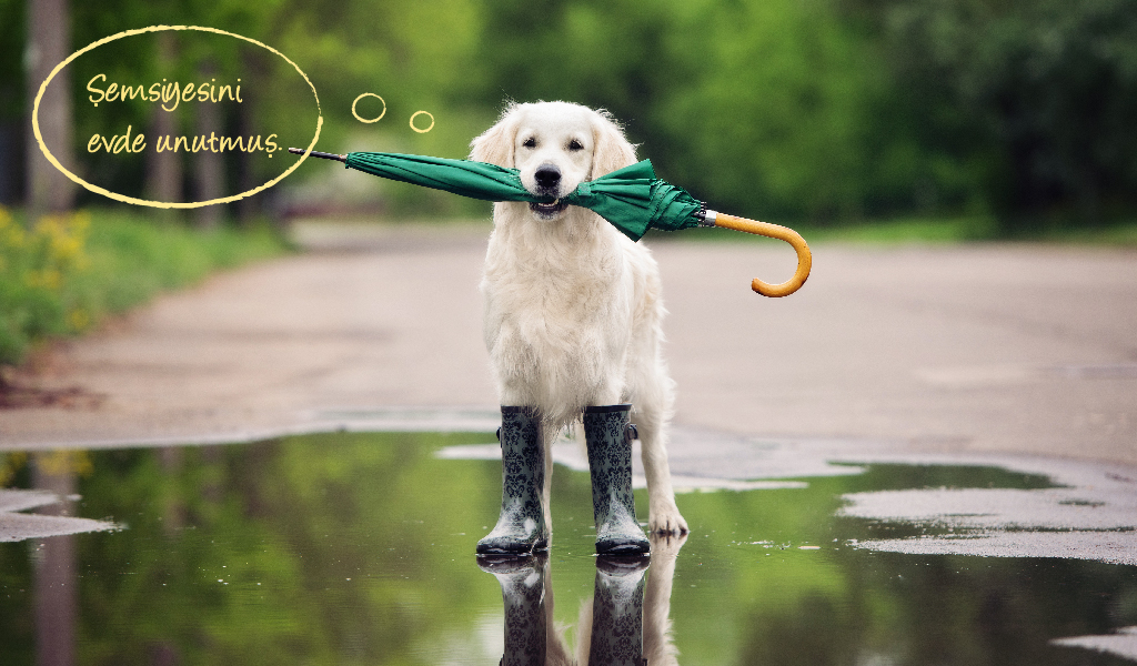 sokak hayvanları, köpek sevgisi