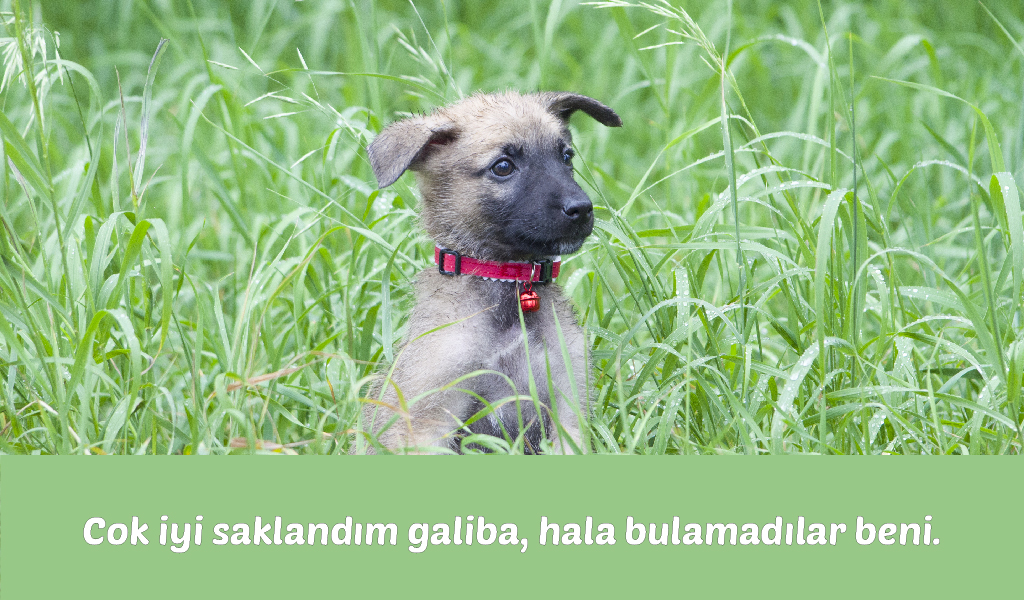 yavru köpek, köpek sevgisi