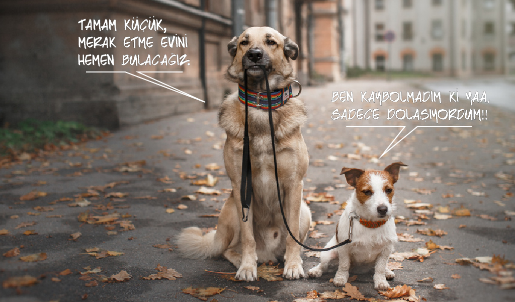 sevimli köpekler, köpek sevgisi