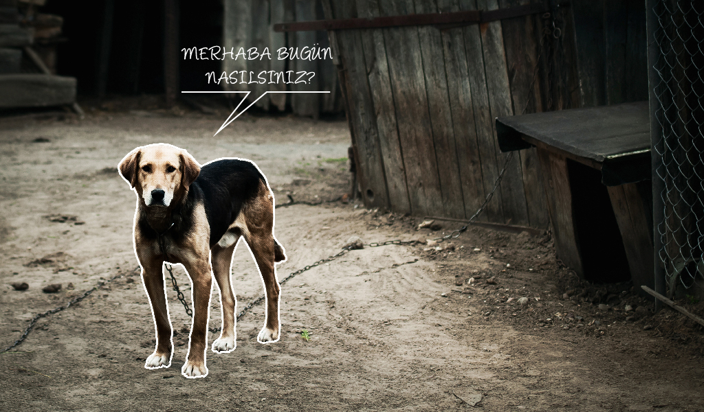 sevimli köpekler, sokak hayvanları