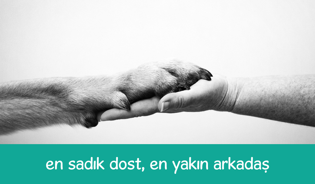 sokak hayvanları, köpek