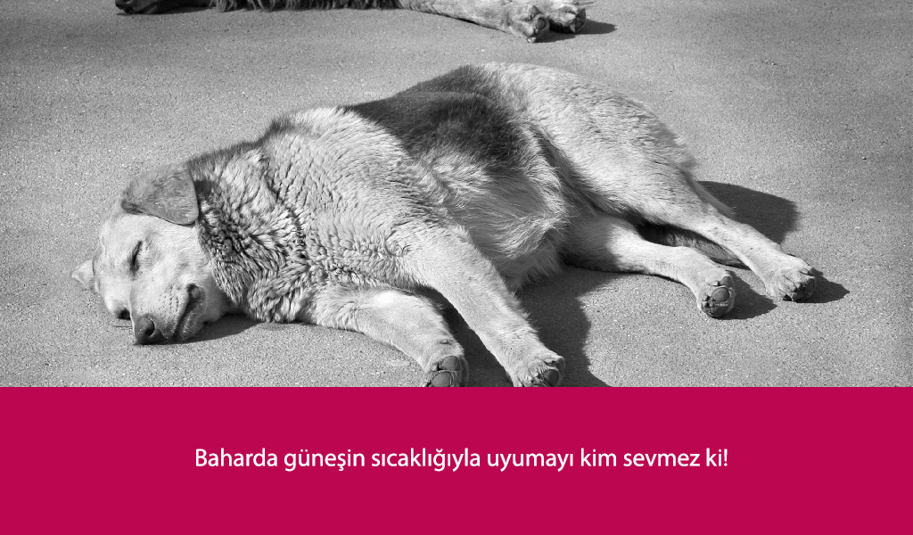 sokak hayvanları