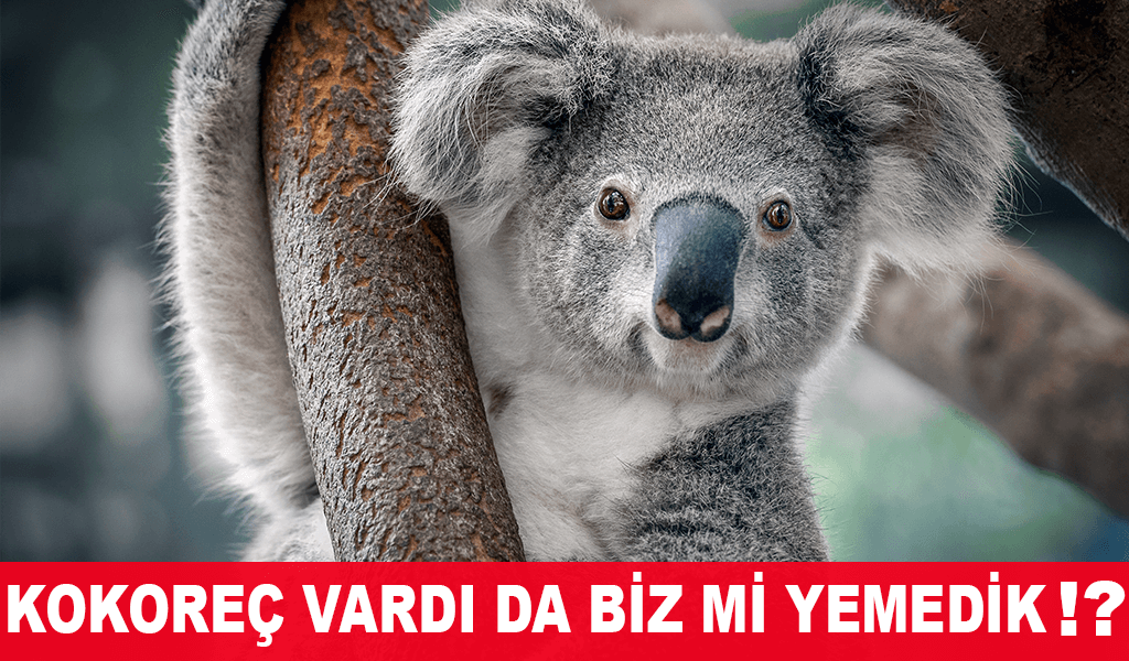 kualalar, kuala caps