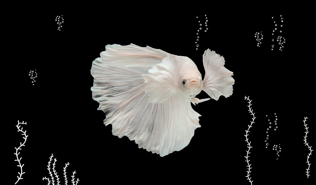 balık, ilginç balıklar