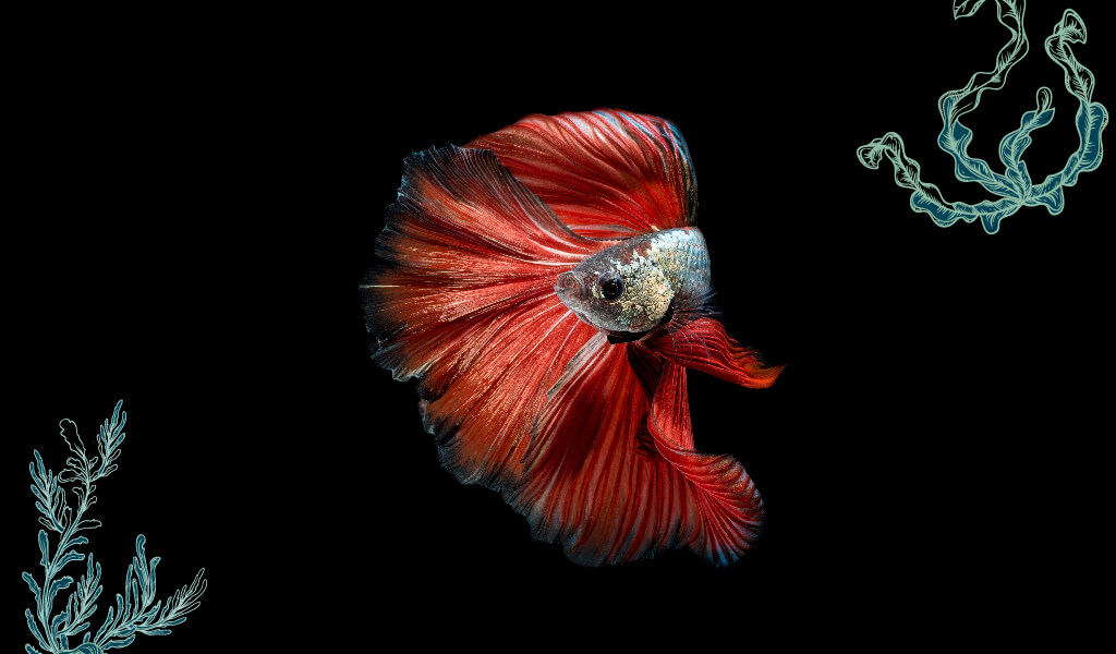 balık, ilginç balıklar