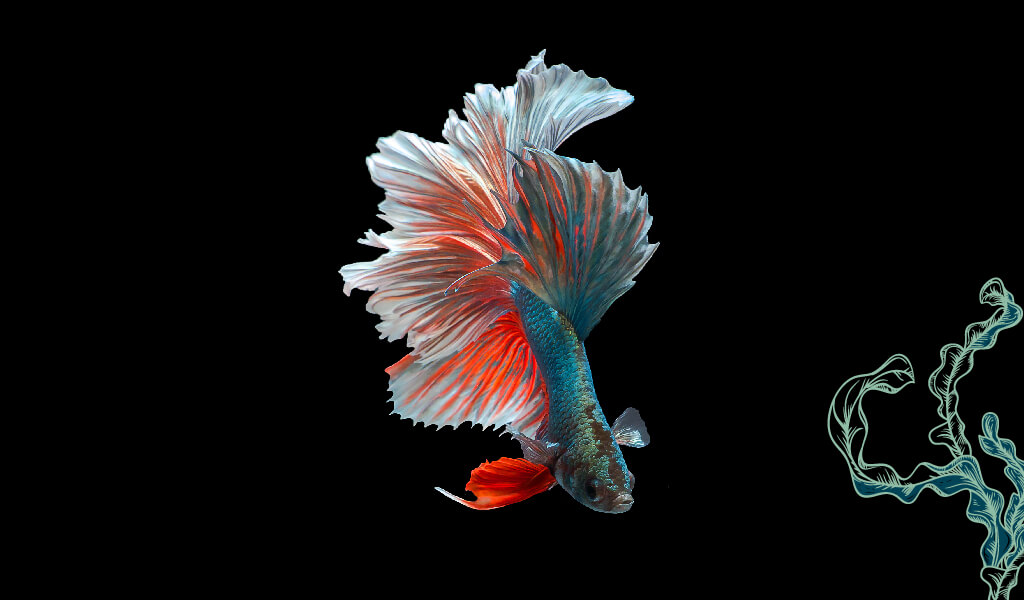 balık, ilginç balıklar