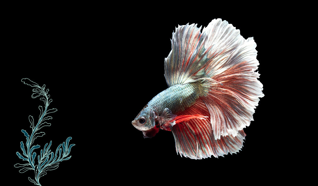 balık, ilginç balıklar