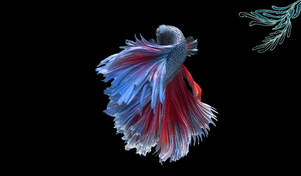 balık, ilginç balıklar