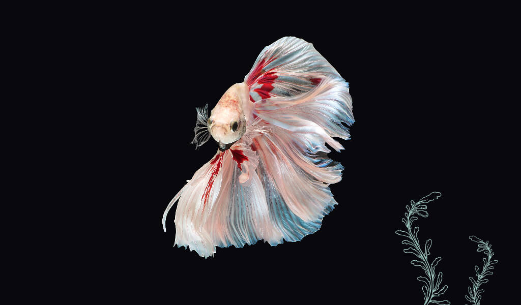 balık, ilginç balıklar