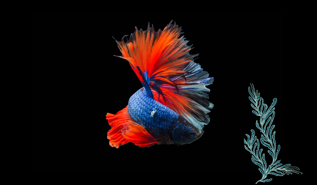 balık, ilginç balıklar