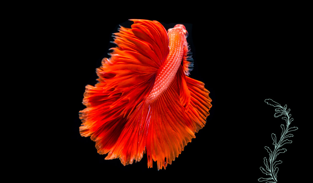 beta balığı, flamenko