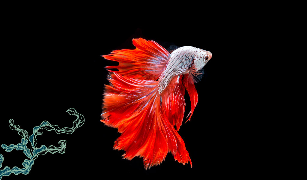 beta balığı, flamenko