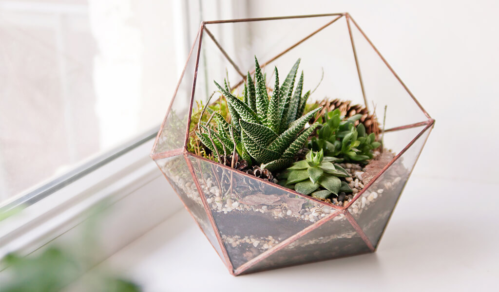 akvaryum, aquarium, terrarium