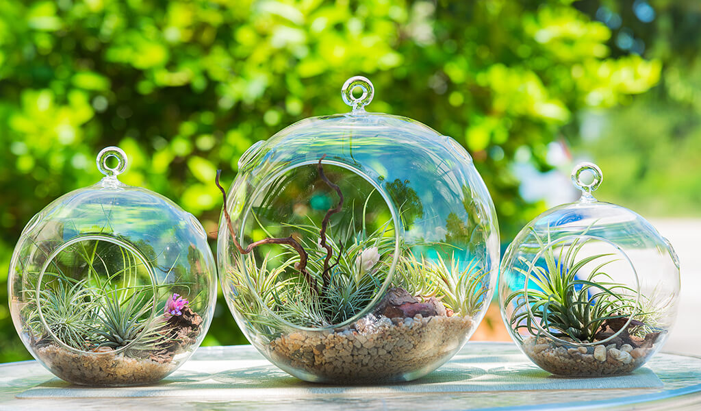 akvaryum, aquarium, terrarium