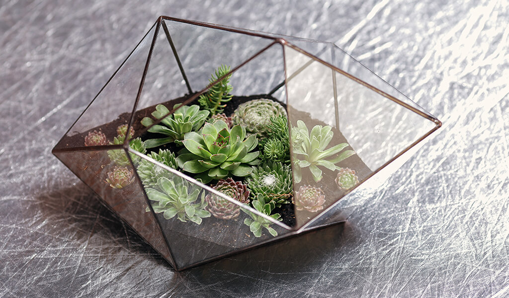 akvaryum, aquarium, terrarium