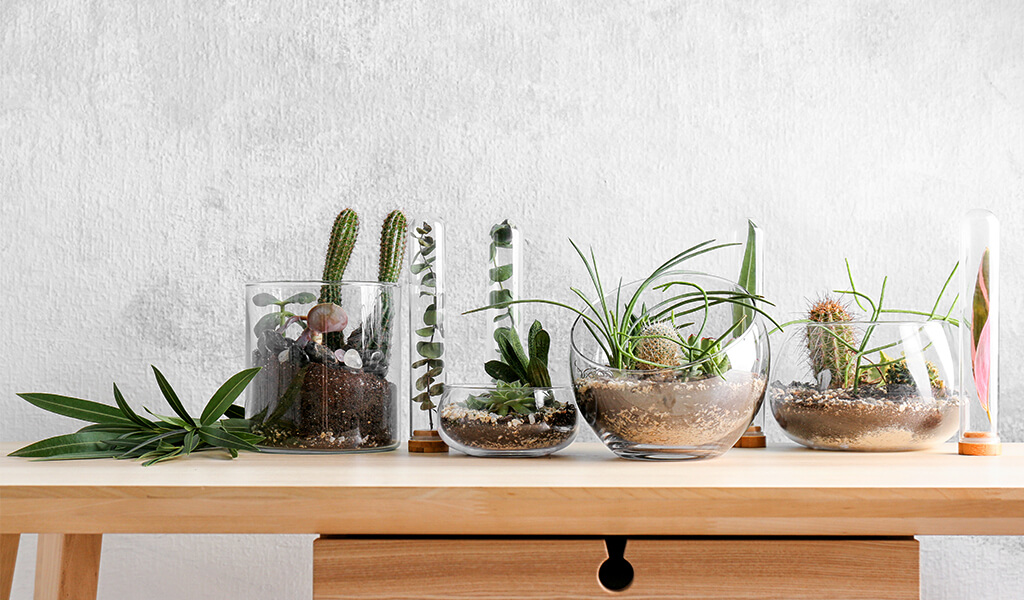 aquarium, terrarium, akvaryum