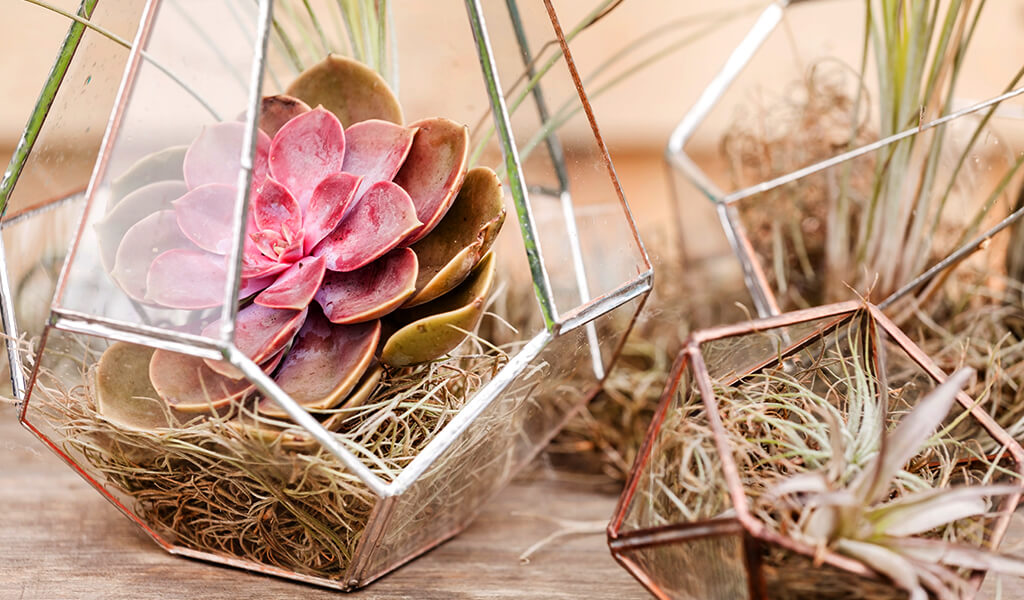 aquarium, terrarium, akvaryum