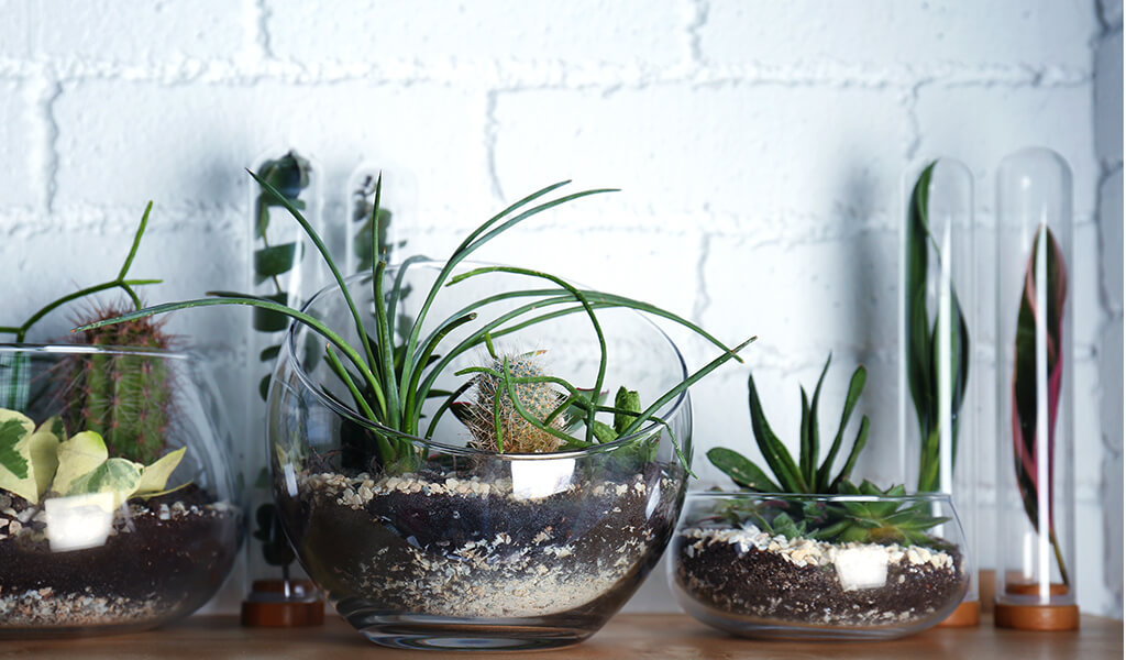 aquarium, terrarium, akvaryum