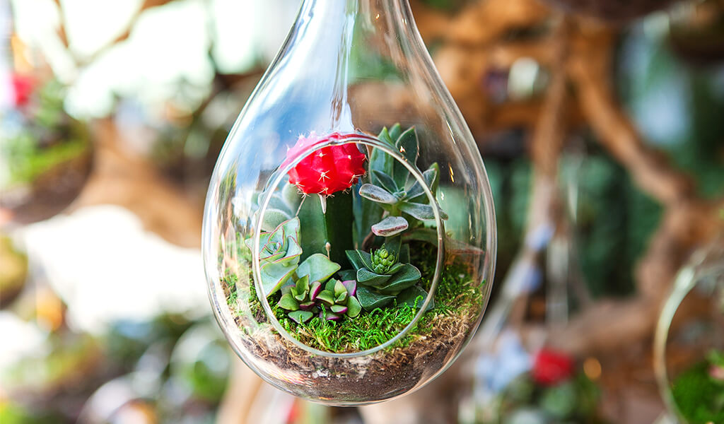 akvaryum, aquarium, terrarium