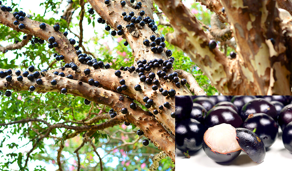 Jabuticaba4 orman, ilginç ağaçlar