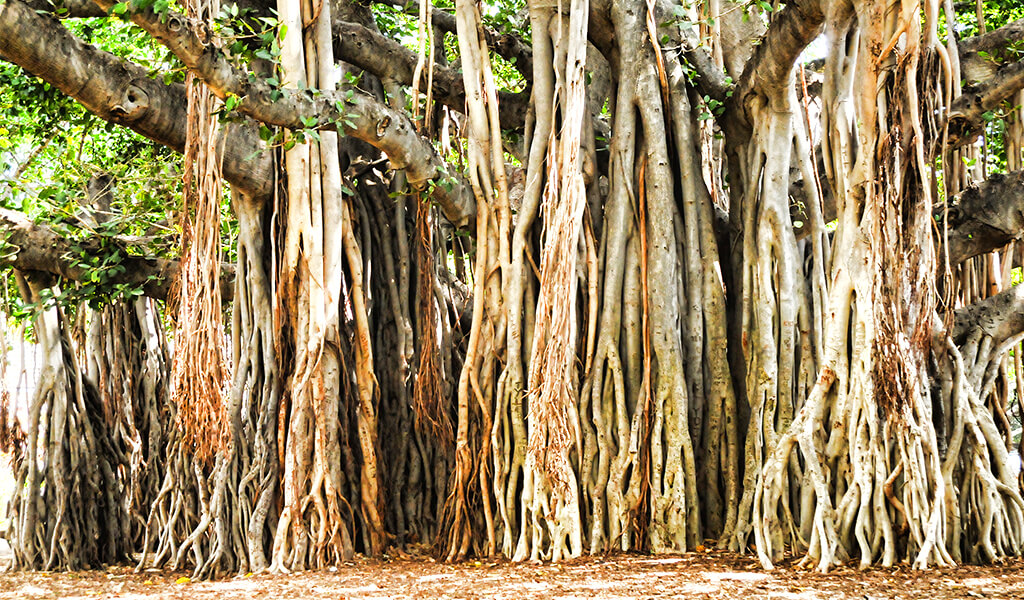 banyan2 ilginç ağaçlar, orman