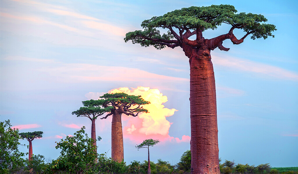 baobab1 orman, ilginç ağaçlar