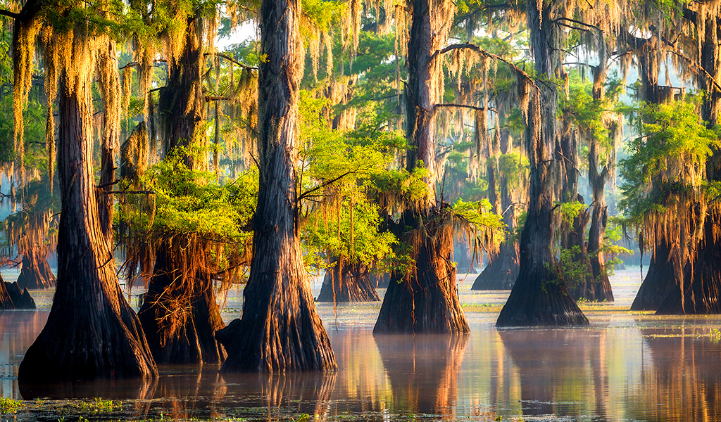 caddogoluselviagaci9 orman, ilginç ağaçlar