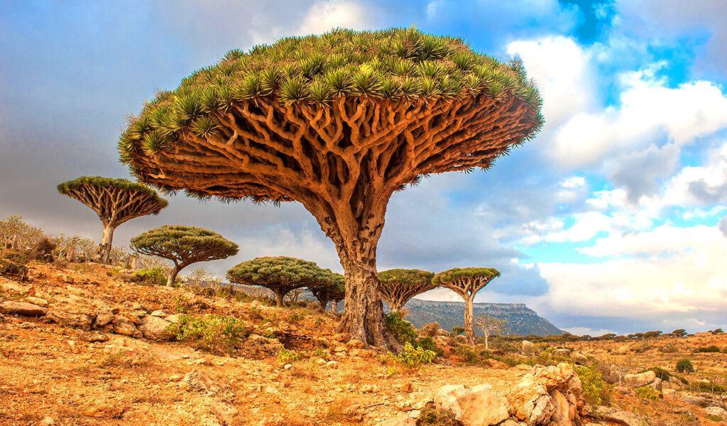 ejderhakani3 orman, ilginç ağaçlar