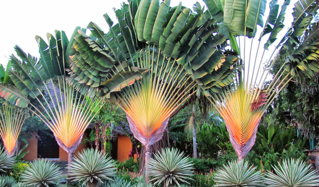 gezginpalmiyesi7 orman, ilginç ağaçlar