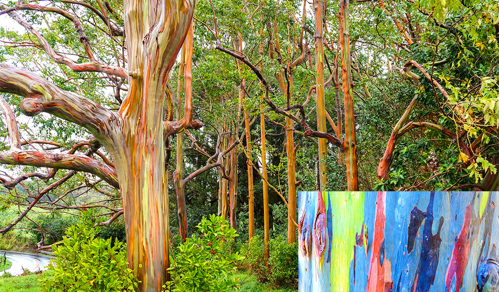 gokkussagi_okaliptus6 orman, ilginç ağaçlar