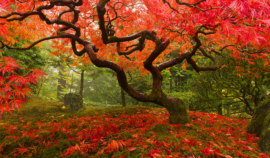 japonakcagac8 orman, ilginç ağaçlar