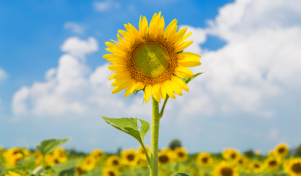 Sizi Oturup Çekirdek Çitlemekten Alıkoyacak 10 Aktivite
