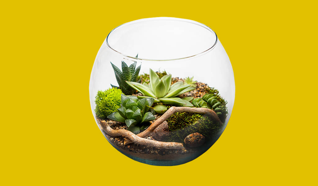 Kendi Ekosistemini Yaratan 10 Toprak Akvaryum