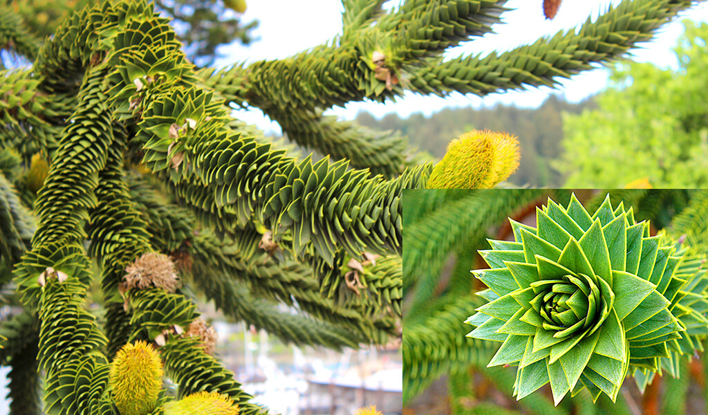 maymunyapbozu5 orman, ilginç ağaçlar