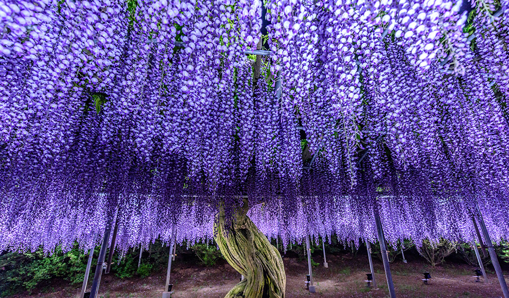 morsalkim10 orman, ilginç ağaçlar