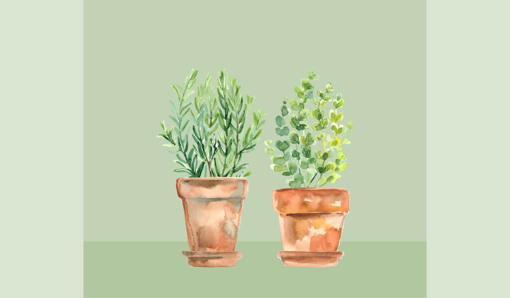 Balkon Bahçeciliği ve Bir Saksıda Yetiştirebileceğiniz 10 Bitki