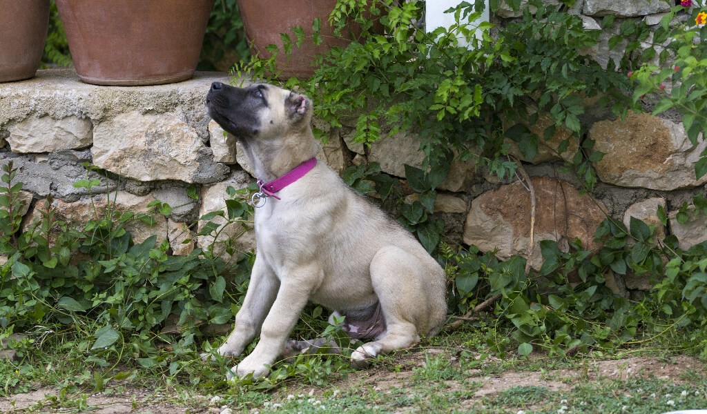 kangal