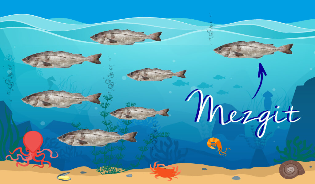 mezgit