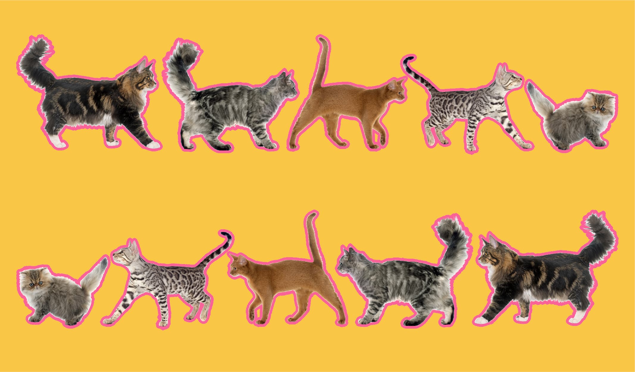 Kedili Hayatın 11 Güzel Ayrıntısı