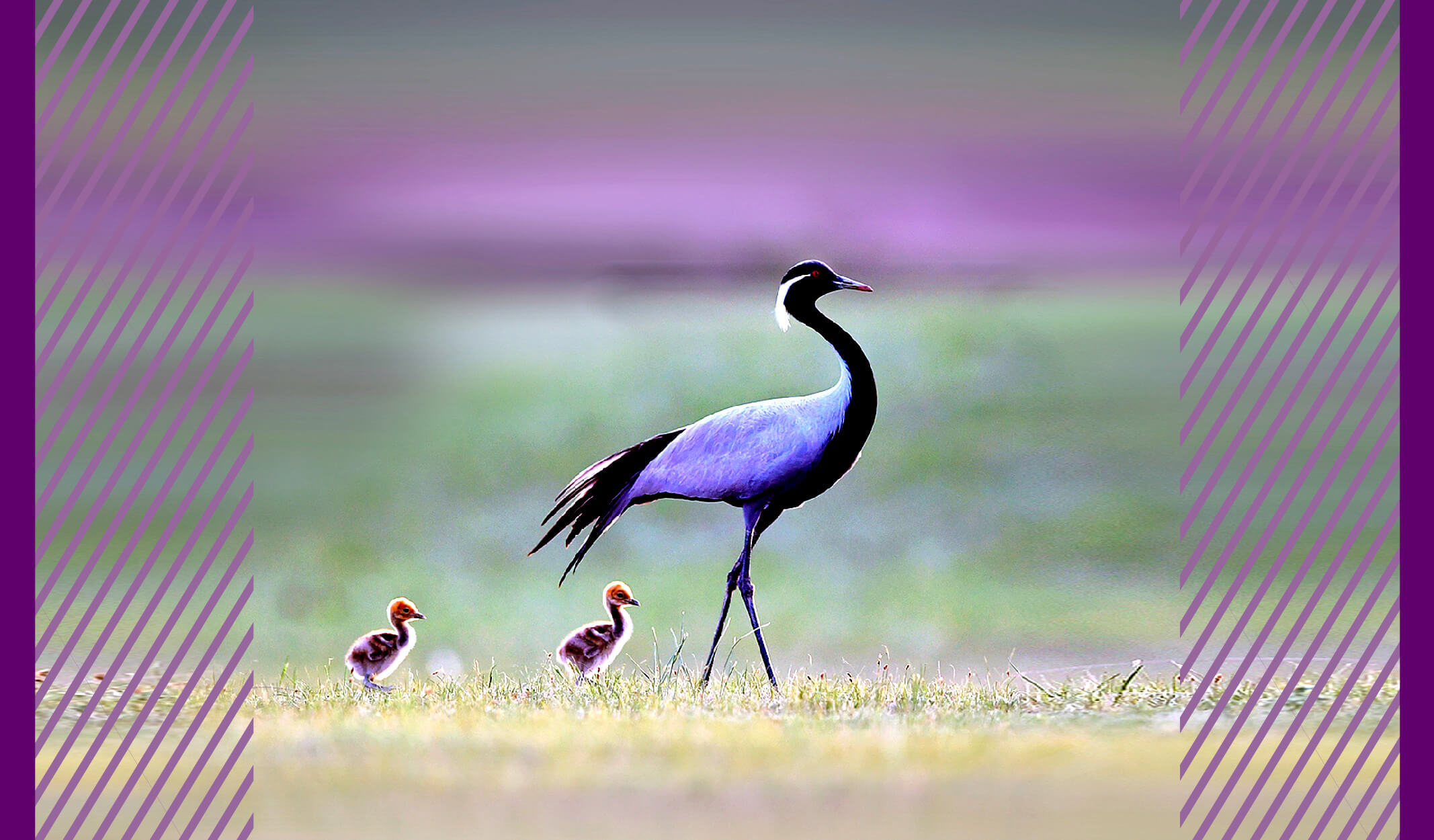 Türkiye’de Görebileceğiniz 9 Kuş Türü