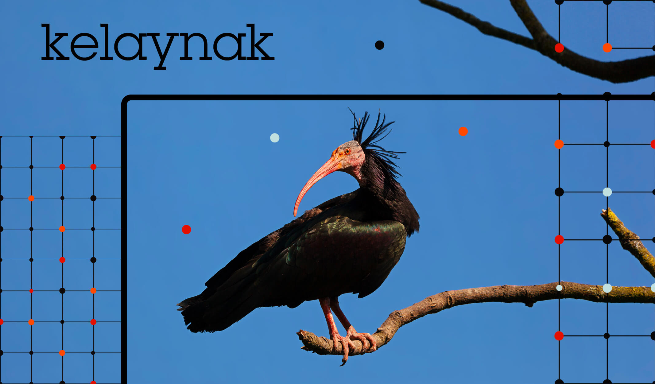 türkiyedeki kuş türleri