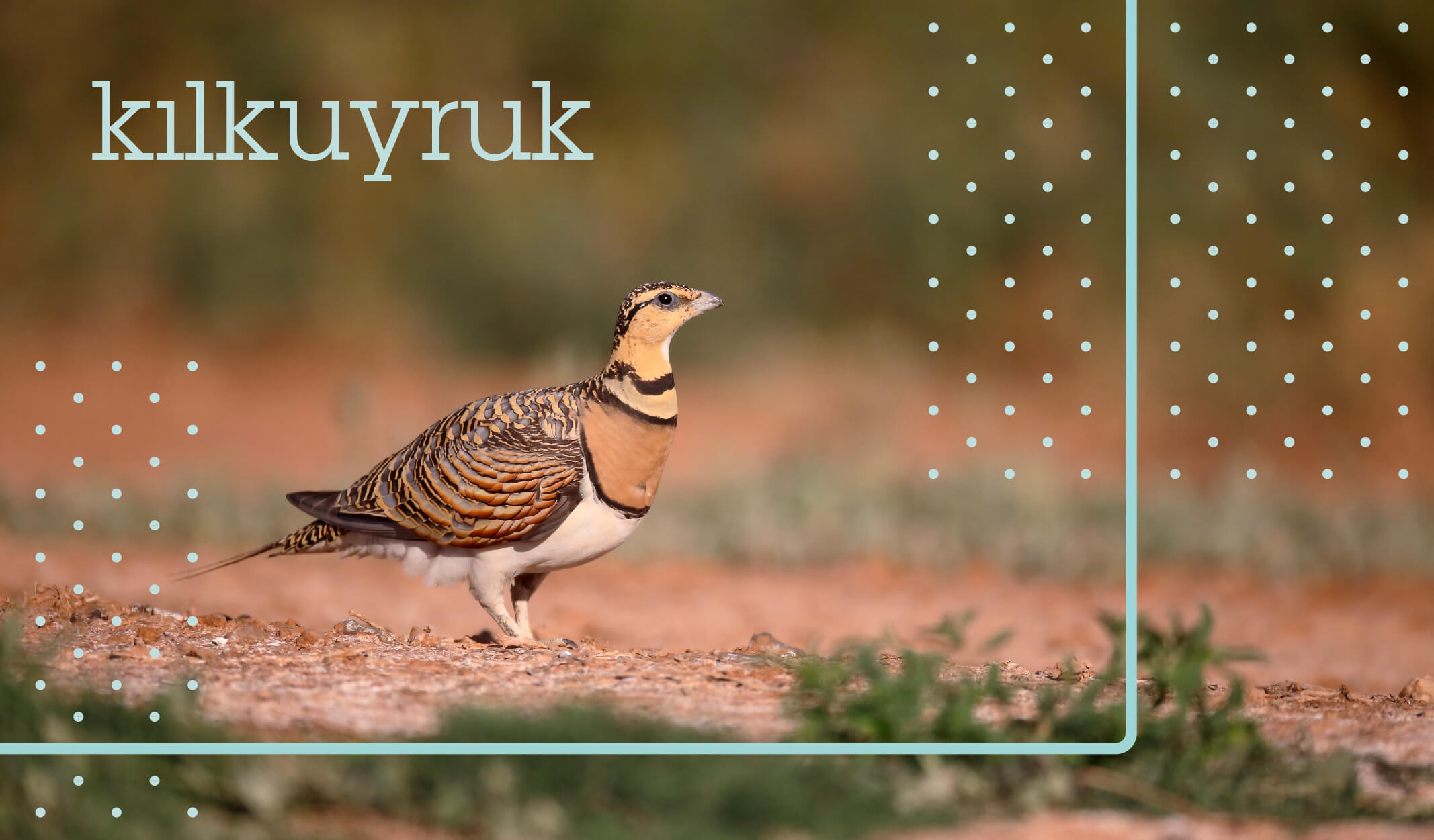 türkiyedeki kuş türleri