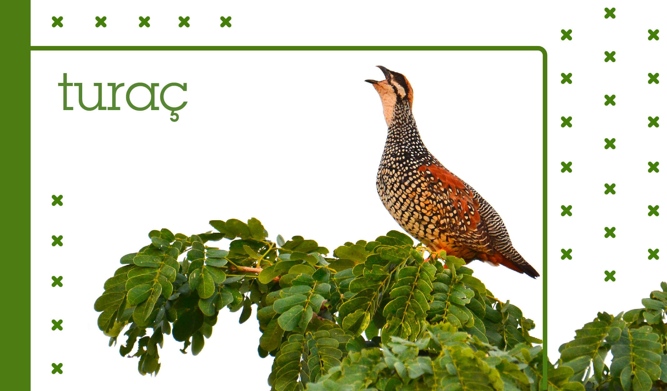 türkiyedeki kuş türleri