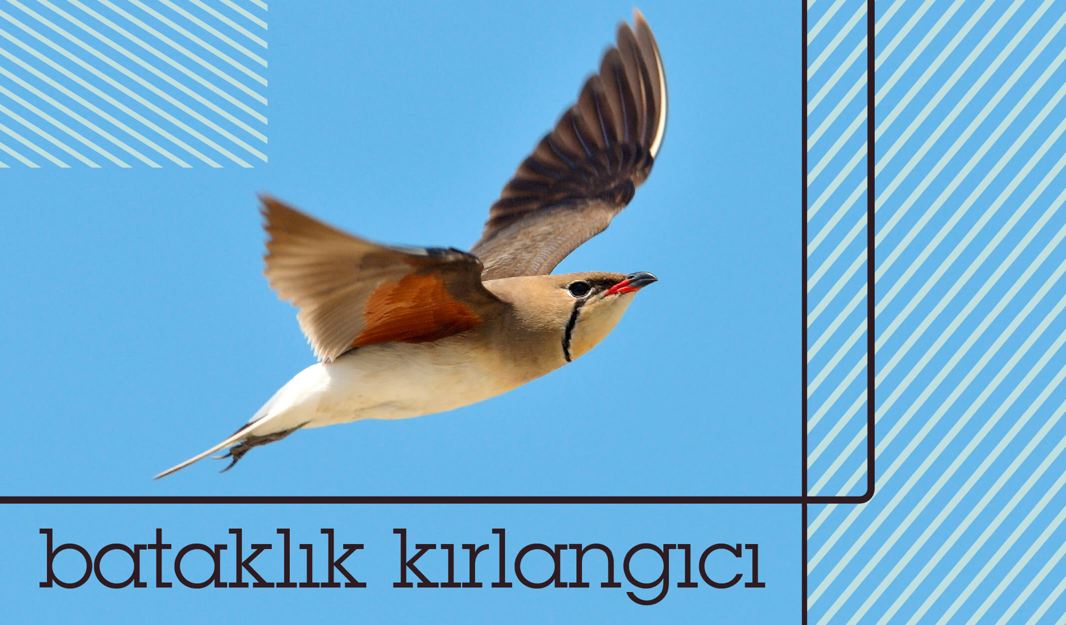 türkiyedeki kuş türleri