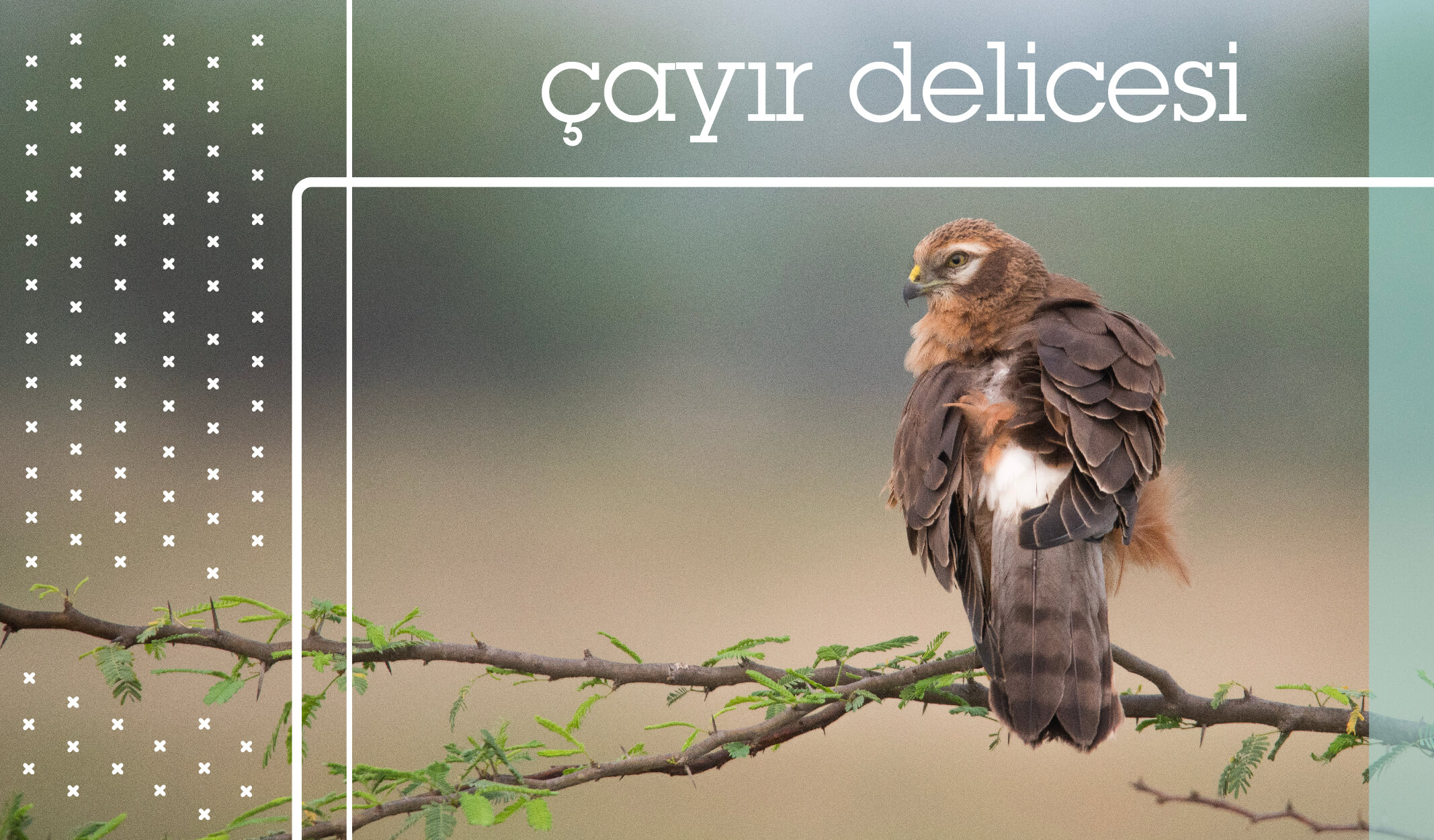 türkiyedeki kuş türleri