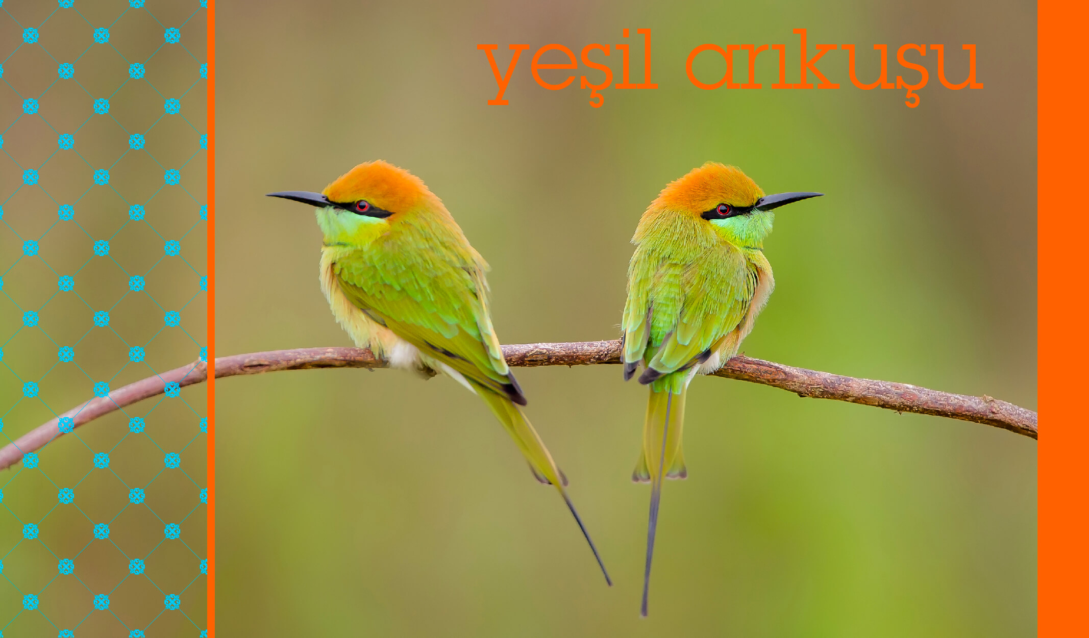 türkiyedeki kuş türleri