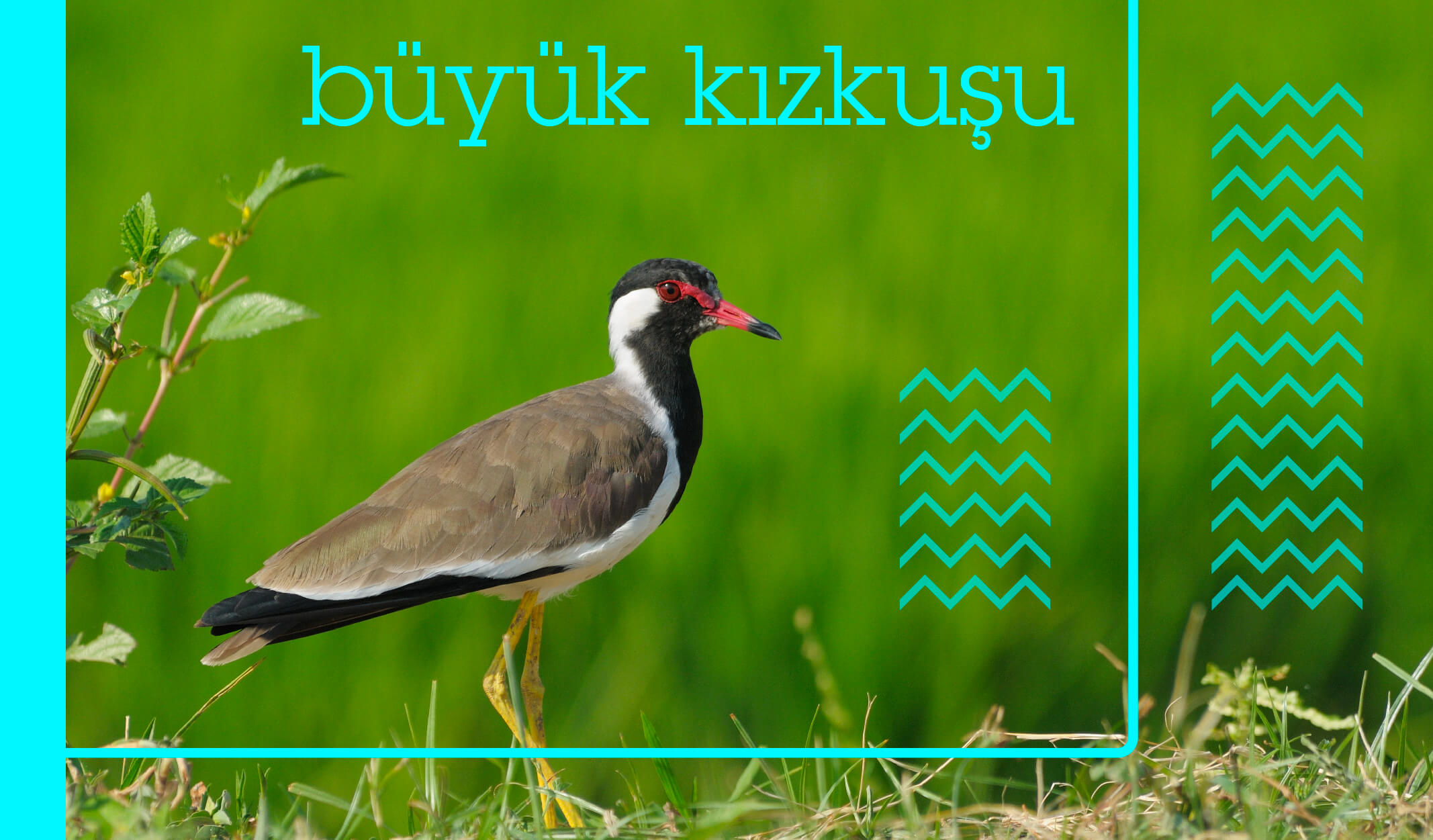 türkiyedeki kuş türleri