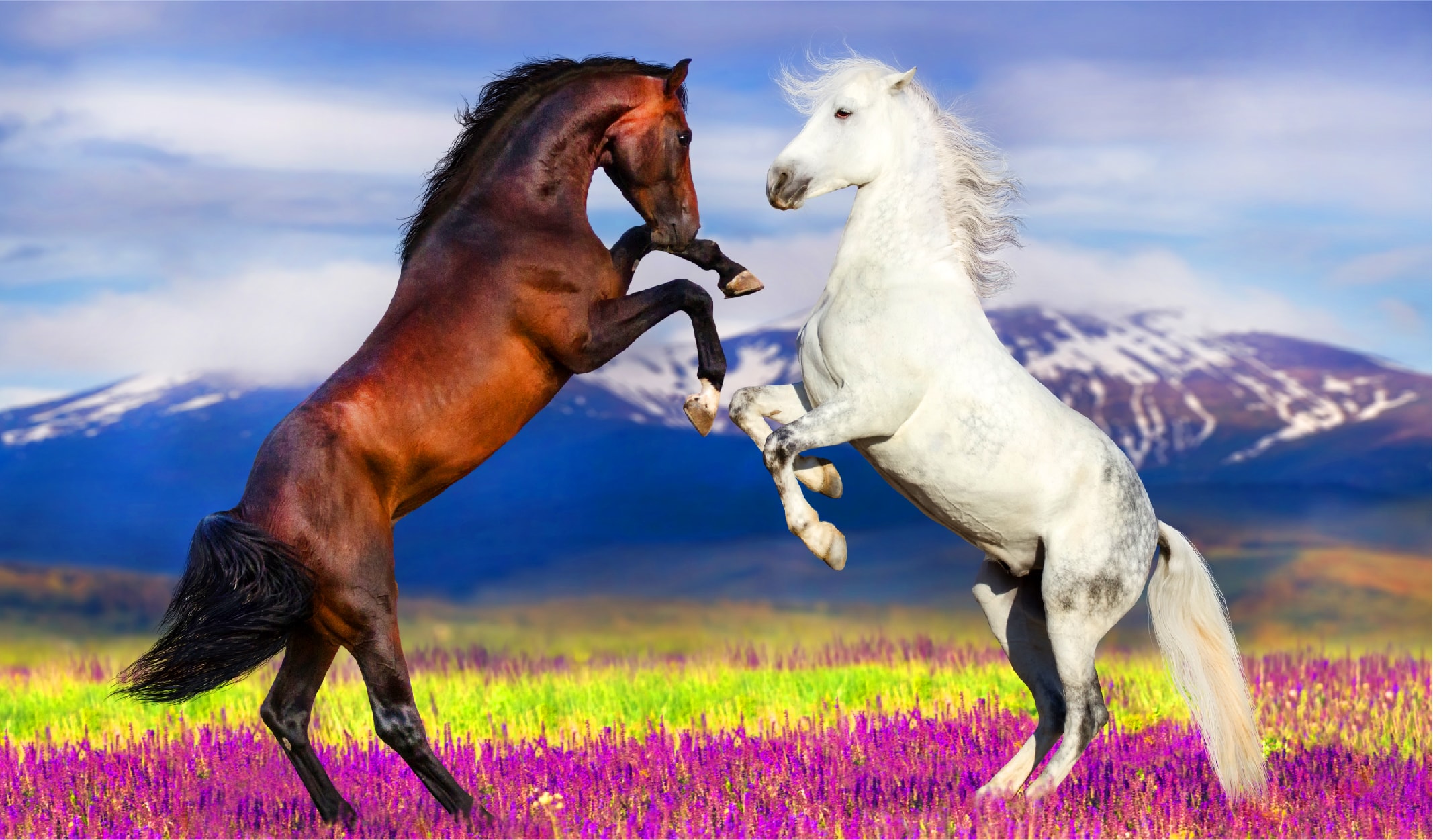 10 Madde ile Özgürlüğe Koşan Yılkı Atları