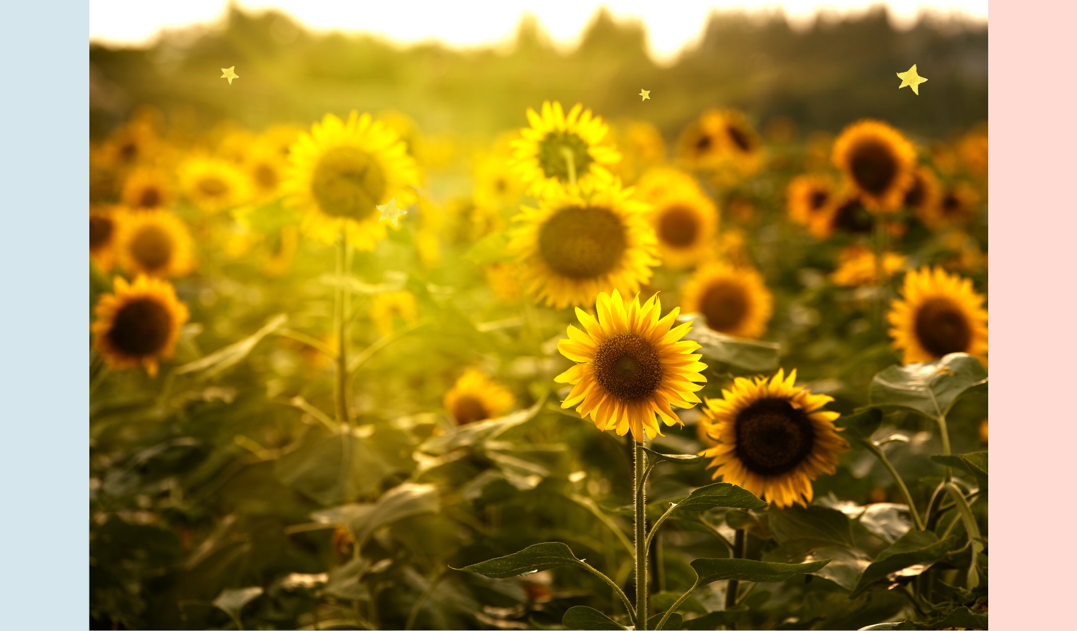 Ayçiçeklerinin Güneşe Poz Verdiği Manzaralar